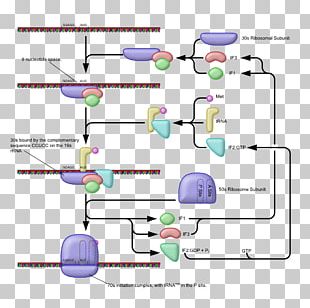 Five Prime Untranslated Region Nonsense-mediated Decay Exon Junction ...