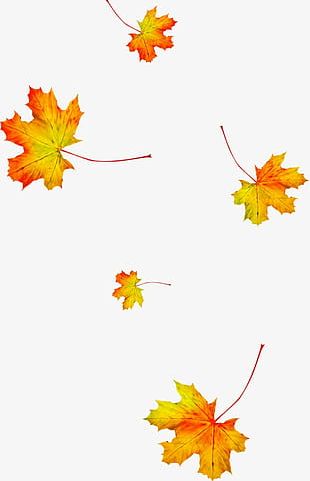 Autumn Maple Leaf PNG, Clipart, Autumn, Autumn Clipart, Autumn Clipart ...