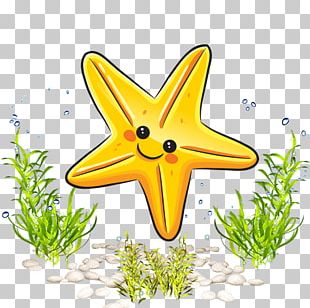 Drawing Sea Starfish Cartoon PNG