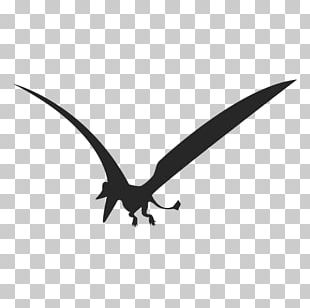 Pterodactyls Pteranodon Petrie Pterosaurs Rhamphorhynchus PNG, Clipart,  Beak, Bird, Cartoon, Dinosaur, Duck Free PNG Download