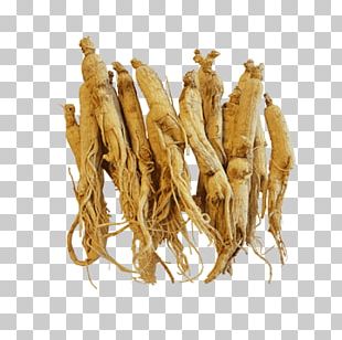 ginseng png images ginseng clipart free download ginseng png images ginseng clipart