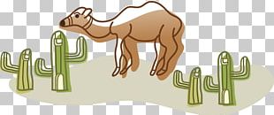 Camel Cartoon PNG