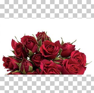 Garden Roses Centifolia Roses Floribunda Floral Design Cut Flowers PNG