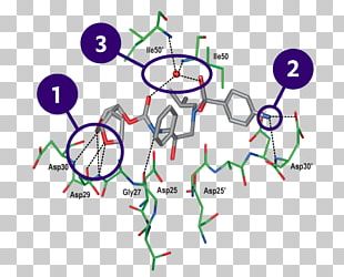 Darunavir HIV-1 Protease Cobicistat Molecular Binding Protease Inhibitor PNG