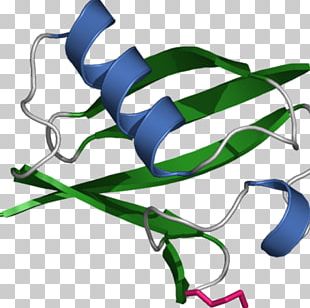 Ubiquitin Protein Proteasome Cell Signaling PNG