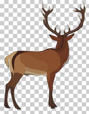 Elk White-tailed Deer Reindeer Antler PNG