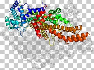 Organism Line PNG