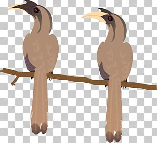 Beak Bird Indian Grey Hornbill Malabar Grey Hornbill African Grey Hornbill PNG