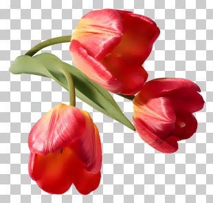 Tulips - Pink Tulips In Bloom PNG