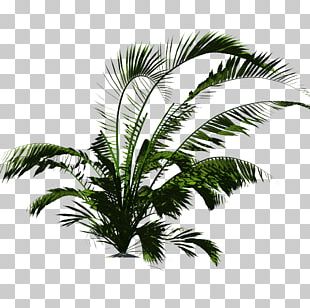Plant Arecaceae Tropical Vegetation Tropics PNG