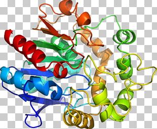 Body Jewellery Organism Line PNG