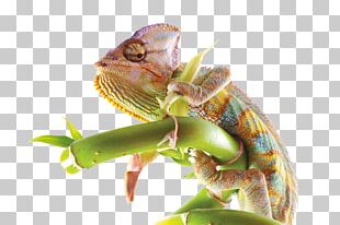 Chameleons Iguanas PNG