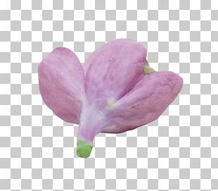 Lilac Flowering Plant PNG