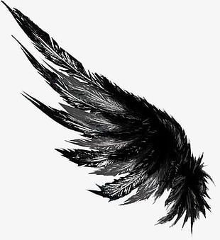 Black Wings Silhouette PNG Transparent, Black Wings, Wings Clipart, Wing,  Pretty Wings PNG Image For Free Download