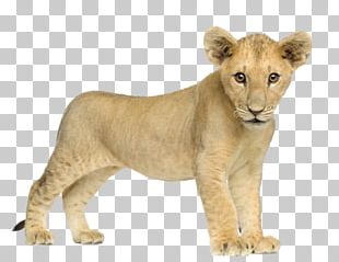 Lion PNG, Clipart, Lion Free PNG Download