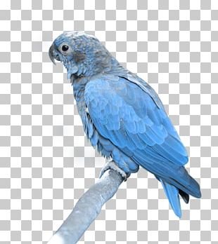 Hyacinth Macaw PNG