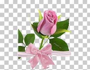 Rose Yellow Pink Color Flower PNG
