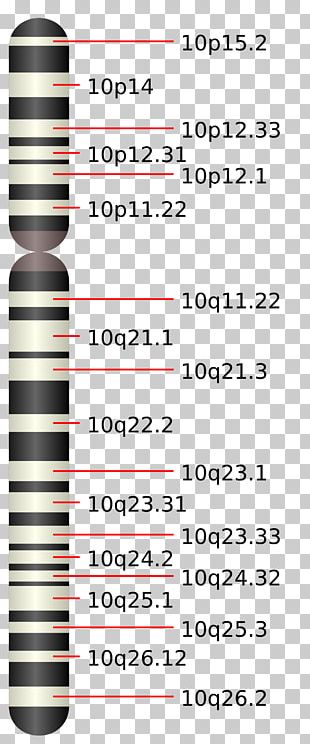 Chromosome 12 Human PNG Images, Chromosome 12 Human Clipart Free Download