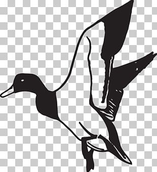 Goose Duck Drawing Mallard PNG, Clipart, Animals, Anseriformes, Art ...