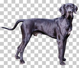 Great Dane Puppy Dogo Argentino Chihuahua Old Danish Pointer PNG
