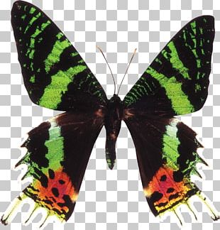 Monarch Butterfly Chrysiridia Rhipheus Moth Papilio Blumei PNG