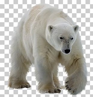 Polar Bear Giant Panda Grizzly Bear Brown Bear Png, Clipart, Animals 