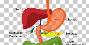 Gastrointestinal Tract Digestion Human Digestive System Endoscopy ...