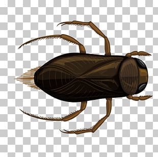 Insect Cricket PNG, Clipart, Art, Arthropod, Cartoon, Cricket, Download ...