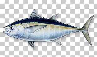 Albacore Bigeye Tuna Southern Bluefin Tuna Atlantic Bluefin Tuna ...