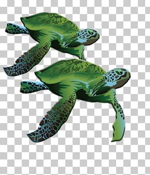 Loggerhead Sea Turtle Underwater PNG, Clipart, Art, Biology, Canvas ...