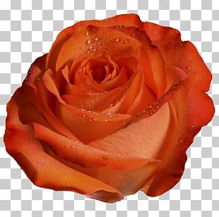 Garden Roses Orange Peach Coral PNG