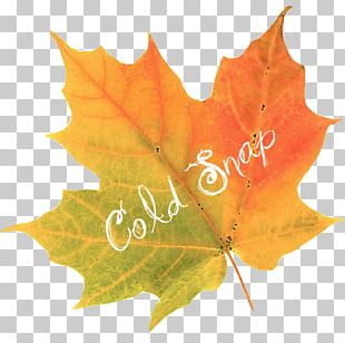 Maplebrook Pet Care Center Autumn Leaf Color Veterinarian PNG