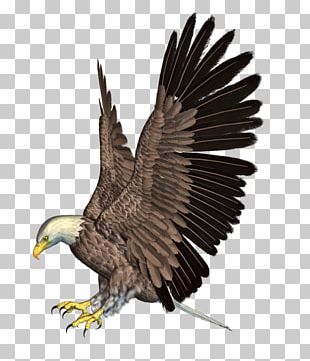 Bird Bird Of Prey Golden Eagle Eagle Accipitridae PNG, Clipart ...