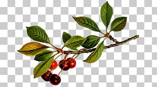 Cherry Blossom Food PNG