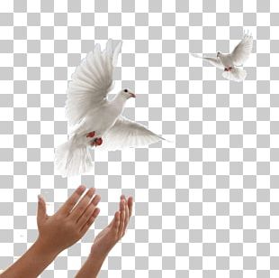 Flying Dove PNG Images, Flying Dove Clipart Free Download