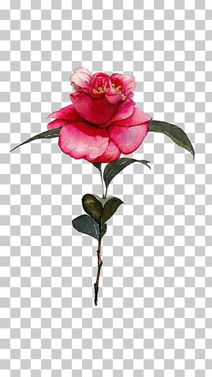 Watercolor Painting Drawing Illustration PNG