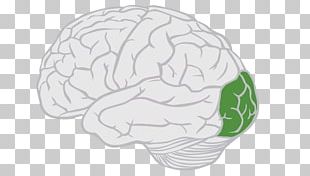 Prefrontal Cortex Frontal Lobe Cerebral Cortex Lobes Of The Brain PNG ...