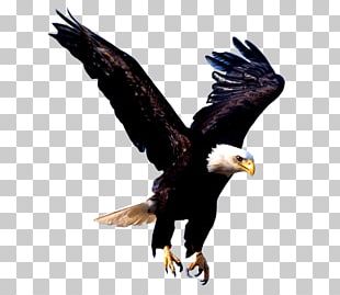 Bald Eagle Hawk Art Bird PNG, Clipart, Animals, Art, Bald Eagle, Beak ...