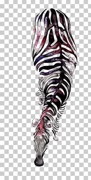 Zebra Watercolor Painting Illustration PNG