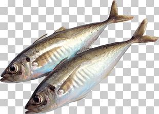 Sardine Mackerel Fish Illustration PNG, Clipart, Artwork, Bonito, Bony ...