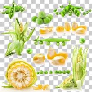 Leaf Vegetable Corn On The Cob Maize Corncob PNG