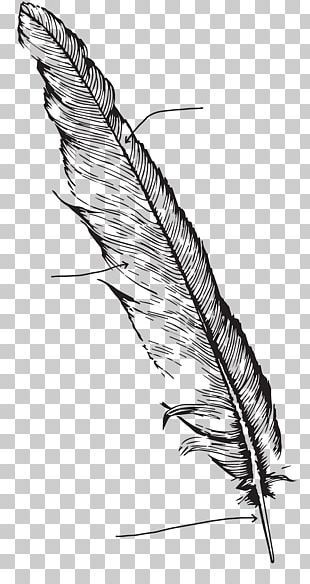 Feather Bird Black And White PNG, Clipart, Animals, Artwork, Beak, Bird ...