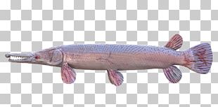 Longnose Gar - Fishing Planet Wiki