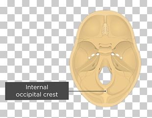 Occipital Bone External Occipital Protuberance Internal Occipital ...