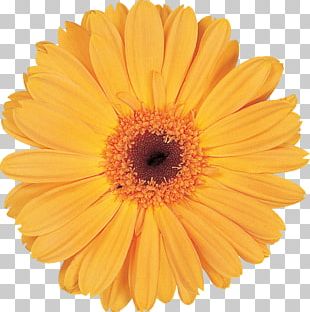 Transvaal Daisy Flower Bouquet Cut Flowers Floral Design PNG, Clipart ...