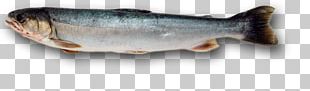 Coho Salmon Chinook Salmon Oily Fish PNG, Clipart, Anatomy, Animals ...