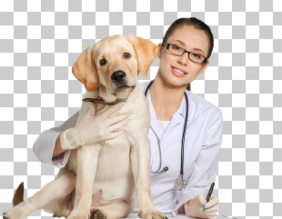 Dog - Veterinarian With Labrador Retriever During Checkup PNG