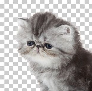 Persian Cat British Shorthair Himalayan Cat Siamese Cat Kitten PNG ...