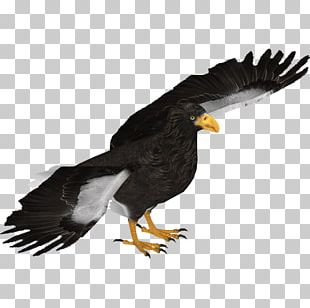 Bald Eagle White-tailed Eagle Steller's Sea Eagle White-bellied Sea Eagle Bird PNG