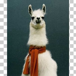 Llama Cushion Pillow Alpaca Design PNG